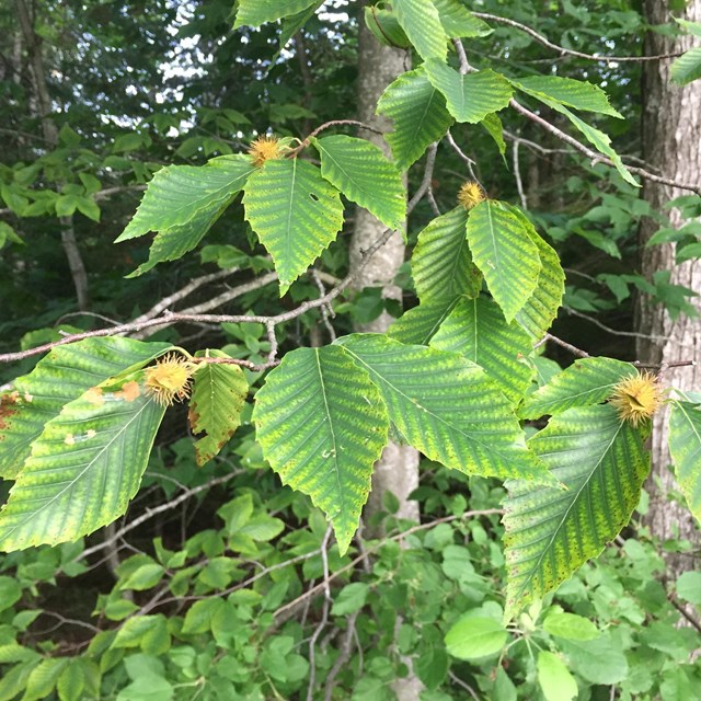 Beech tree leaves and beech nuts. Nut outer covering has little spikes on it.