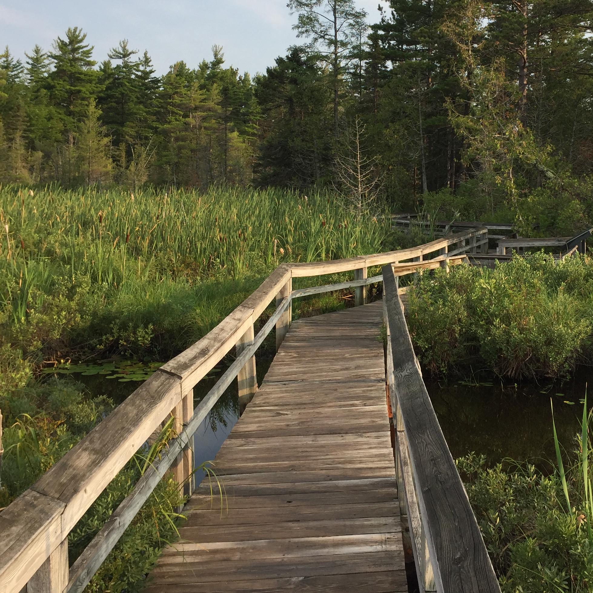 Sand Point Marsh Trail Boardwalk