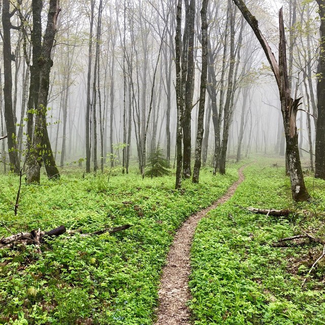 Nature trail in the spring