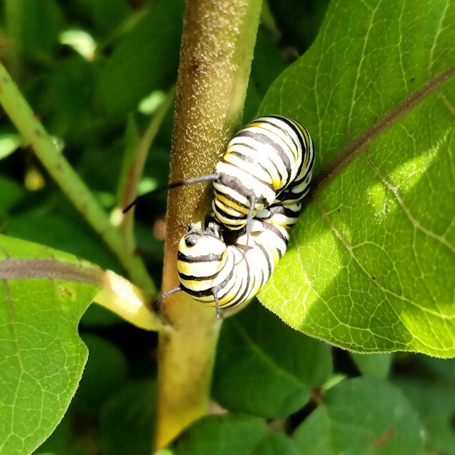 Caterpillar on a leaf