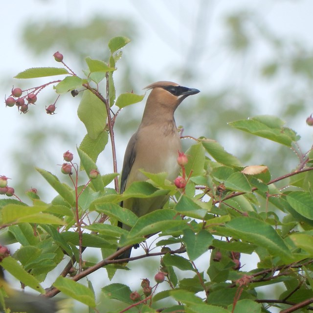 Cedar waxwing perched at the top of a shrub.