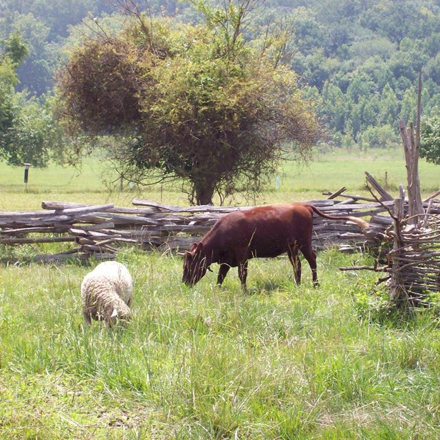 Animals at the farm grazing in the fields.