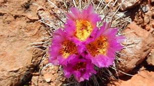 A fishhook cactus blooms with bright pink flowers