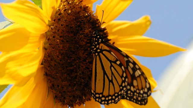A Monarch butterfly on a yellow sunflower
