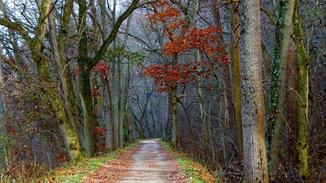 Unpaved trail in a late fall, wooded setting. Leaves are off the trees. (Photo Credit: Amy Allen)