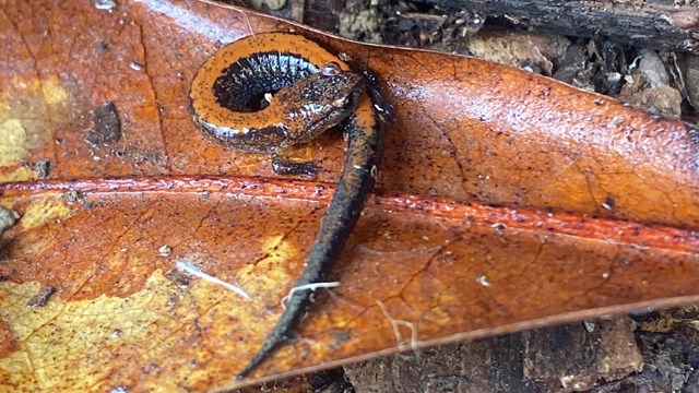 Slim salamander with a red mark down its back sitting on a leaf