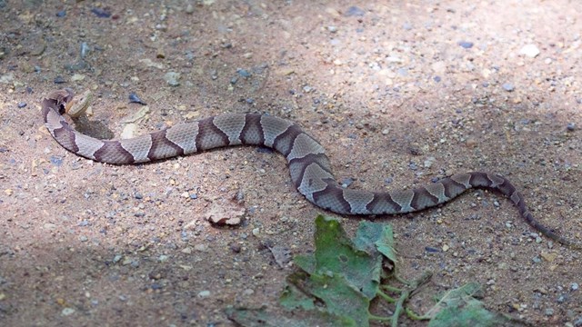 Thick light brown snake with brown hourglass shaped bands down the body