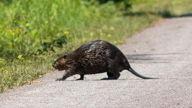 Fluffy brown rodent crossing a sunny street