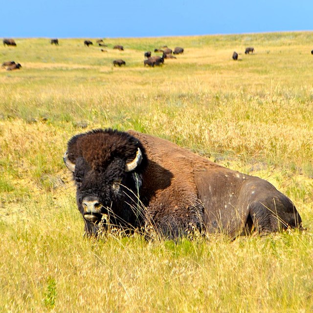 Bull bison with herd in distance, Badlands National Park