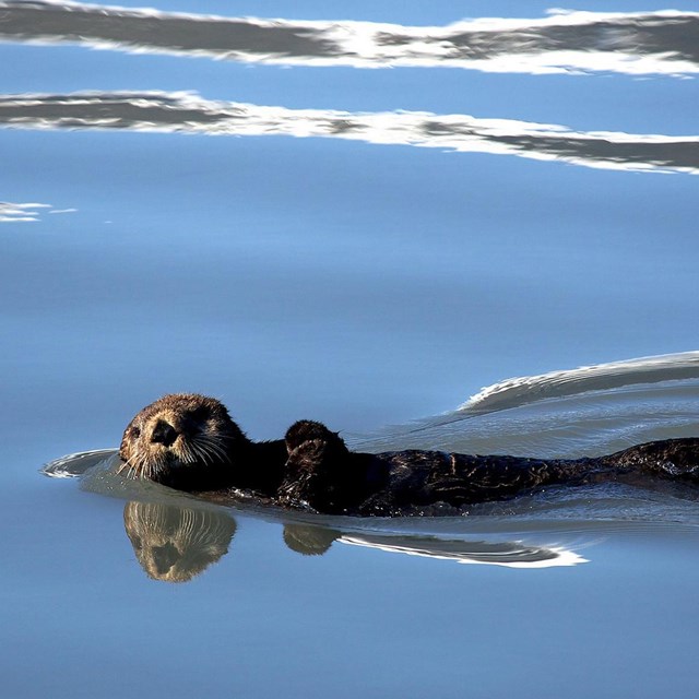 Sea otter floating on its back in the waters of Kenai Fjords National Park