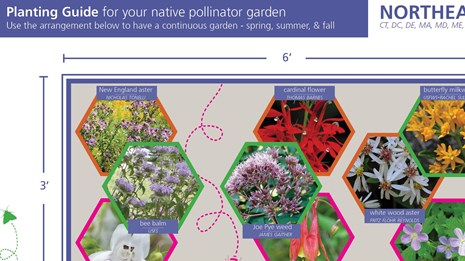 Pollinator Garden Guide for Your Home