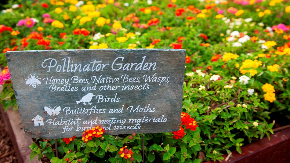 a garden box full of colorful flowers with a sign for a pollinator garden