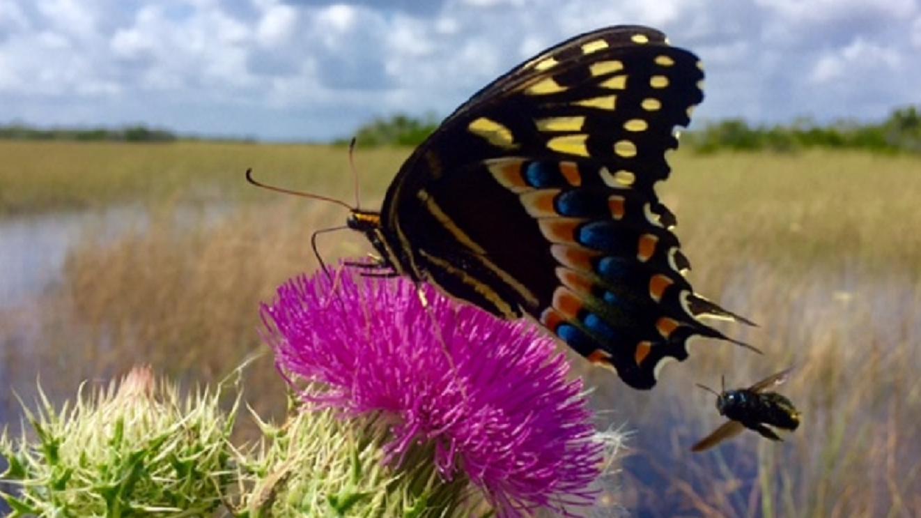 Butterfly pollinator on pink thistle flower in national park meadow showing essential pollination process