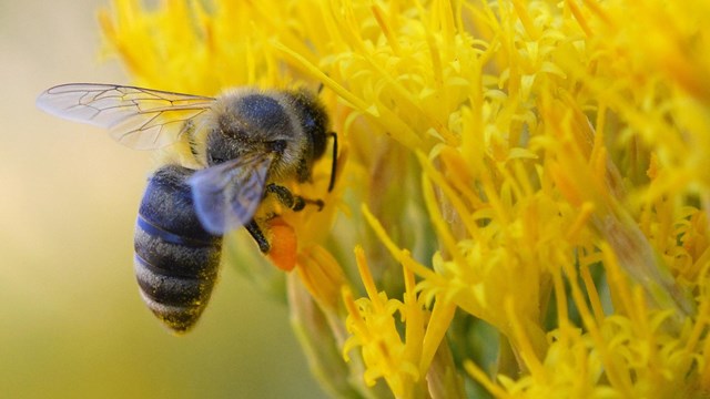 Honey Bee (NPS National Capital Region Bees and Wasps) · iNaturalist