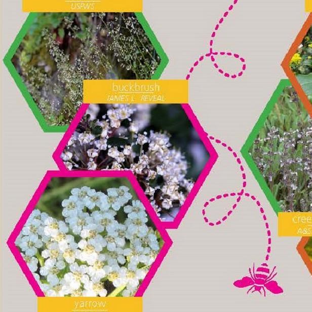 California pollinator garden card with hexagonal images of flowers