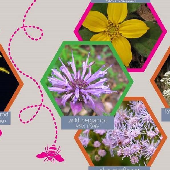 Southeast Pollinator Garden Card with hexagonal images of flowers