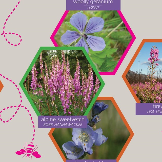 Alaska Pollinator Planting Guide