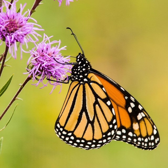 a monarch butterfly on a pink flower