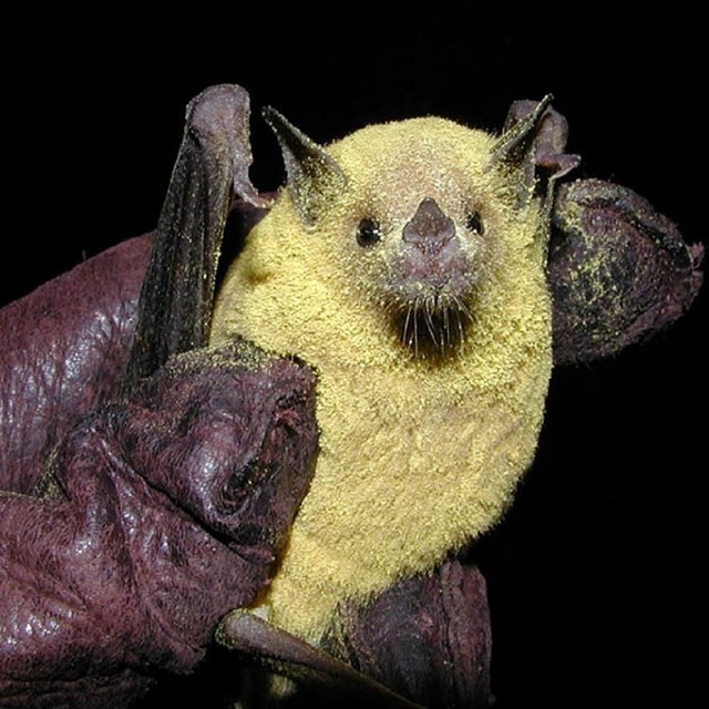 a bat covered in yellow pollen