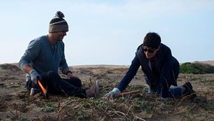 Two volunteers removing invasive European searocket at Abbotts Lagoon.