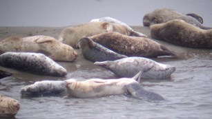 Harbor seals and nursing pups. May 10, 2013.
