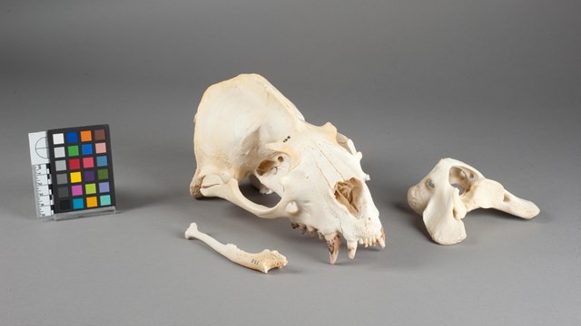 A photo of the skull of a California sea lion.