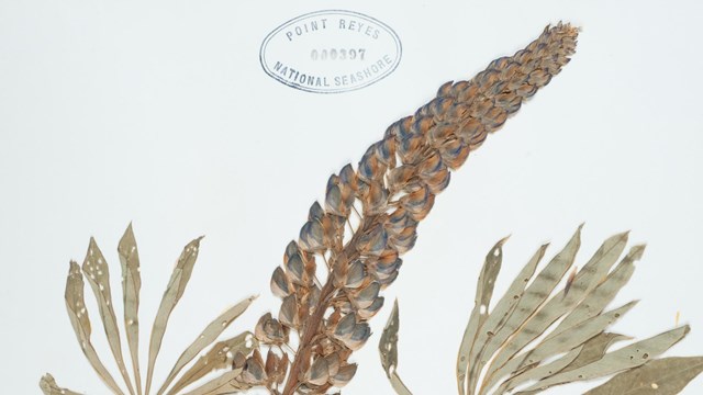 A photo of a dried specimen of a bog lupine.