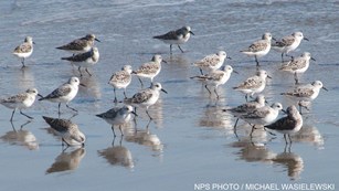 Twenty-one small light-brown shorebirds walk on wet sand.