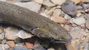Female coho salmon. NPS / Jessica Weinberg.