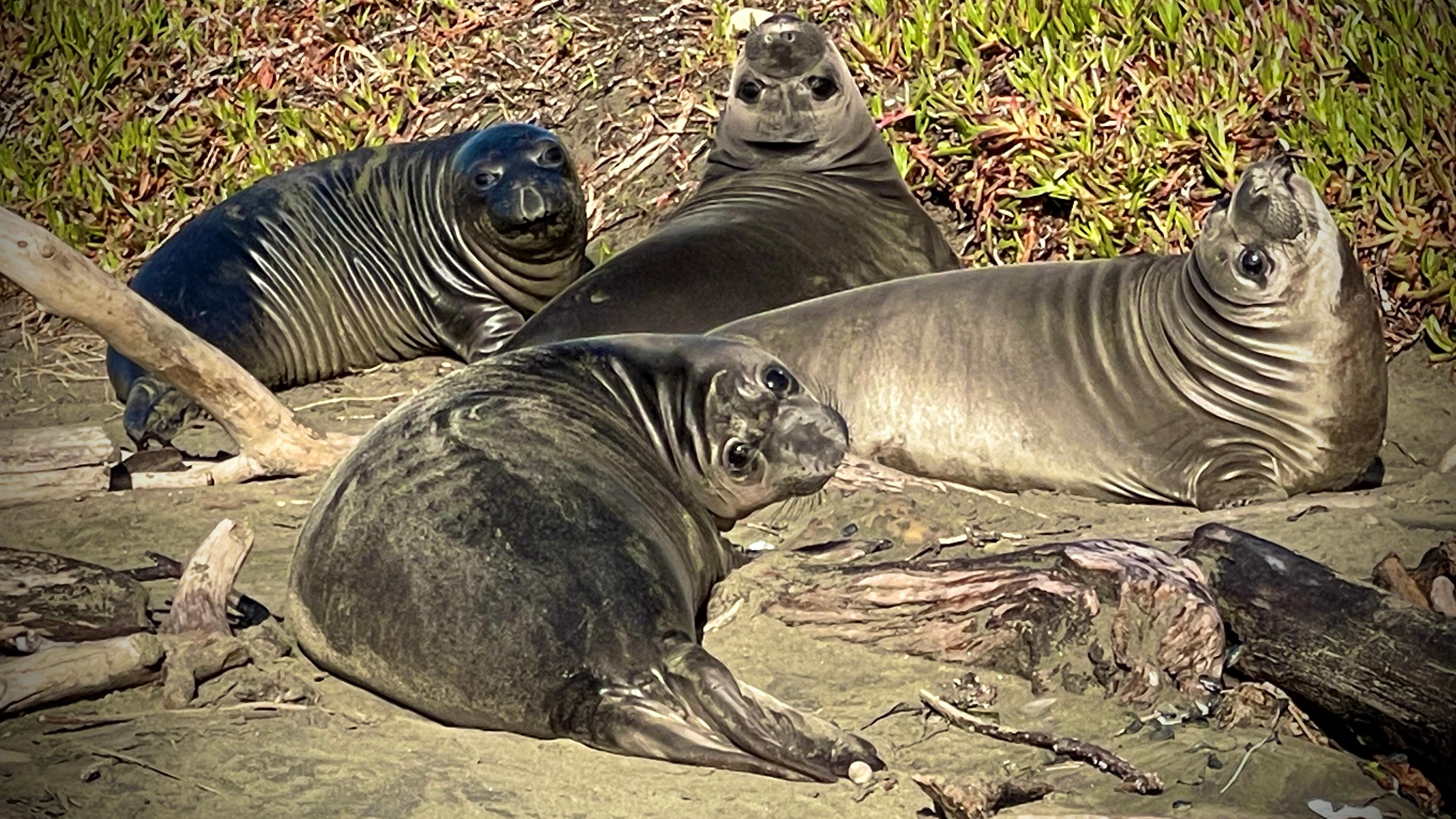 Four weaned elephant seal pups hang out together, full of wrinkles and mischief.