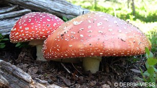 Fly Agaric (Amanita muscaria). © Debbie Viess.
