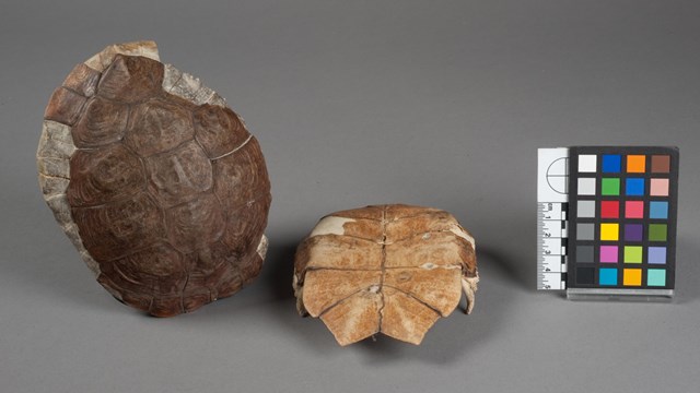 A photo of the empty shell of a pond turtle against a gray background.