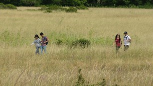 Two separate couples hiking through a meadow. 