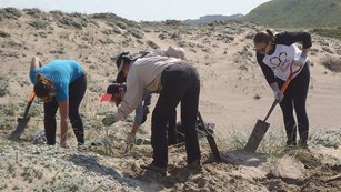 Habitat Restoration Program volunteers removing European beachgrass from sand dunes.