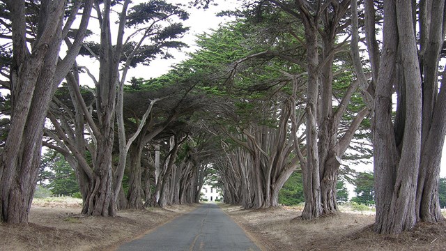 Wind-blown cypress trees lining a road leading to an art deco-style building.