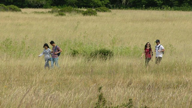 Two couples hiking through a meadow near the Bear Valley Trailhead.