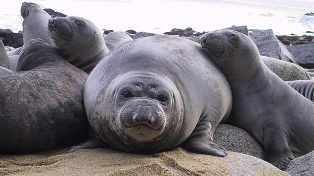 A rotund young gray seal surrounded by other gray seals.