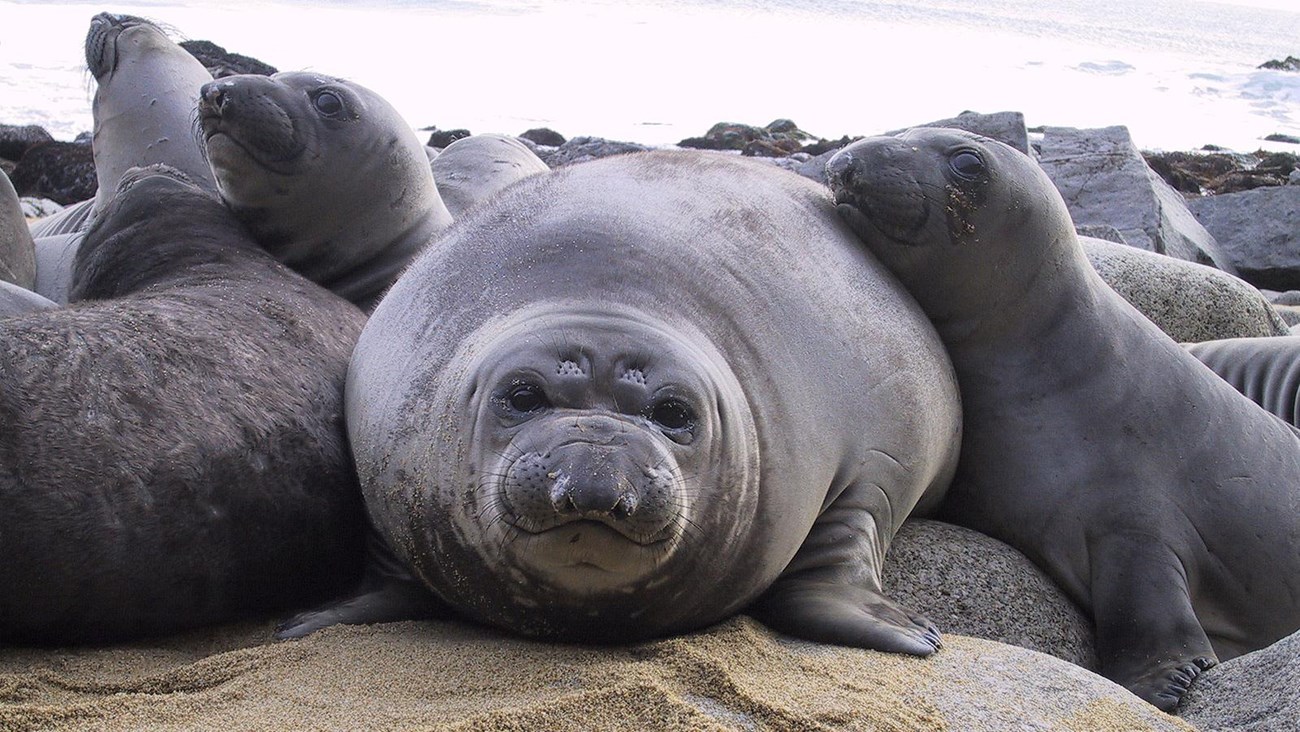 Many plump, gray elephant seal pups packed side-by-side on a sandy beach.