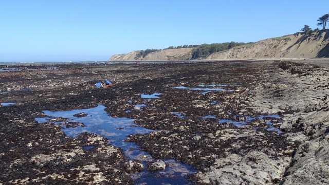 Several people in multiple groups explore an extensive rocky tide pool area.