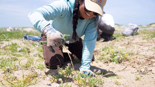 A smiling volunteer in sunglasses kneeling on a beach, pulling up a small flower. 