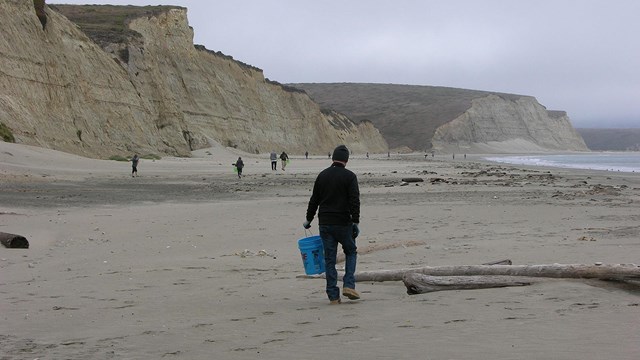 Volunteers with buckets looking for trash on a sandy bluff-backed beach with the ocean to the right.