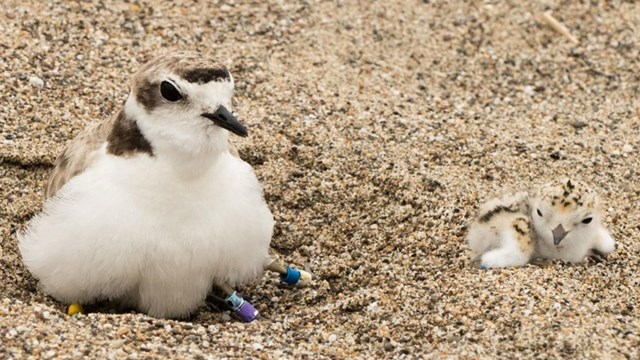 A brown-backed, white-breasted bird sits on the sand with two chicks underneath and one by her side.