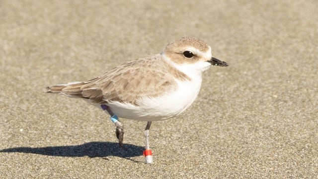 A small brown and white plover with a red band on its leg stands in the sand.