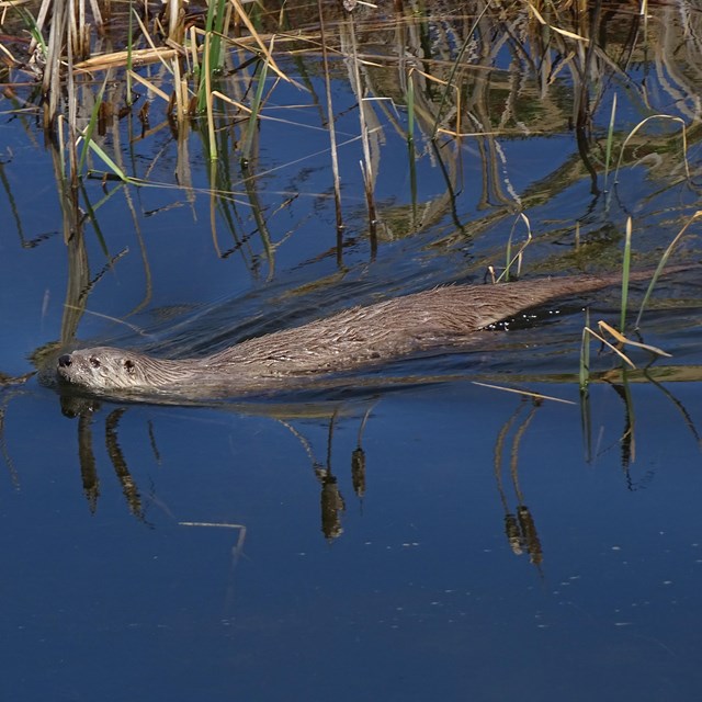 A brown-furred river otter swimming from right to left.