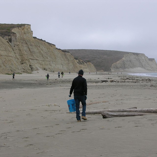 Volunteers with buckets looking for trash on a sandy bluff-backed beach with the ocean to the right.