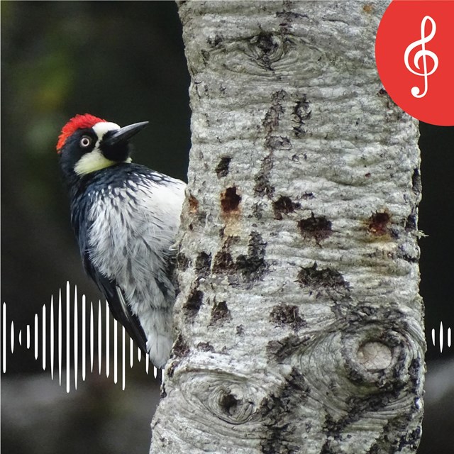Woodpecker clings to the left side of a small light-gray colored tree trunk filled with holes.