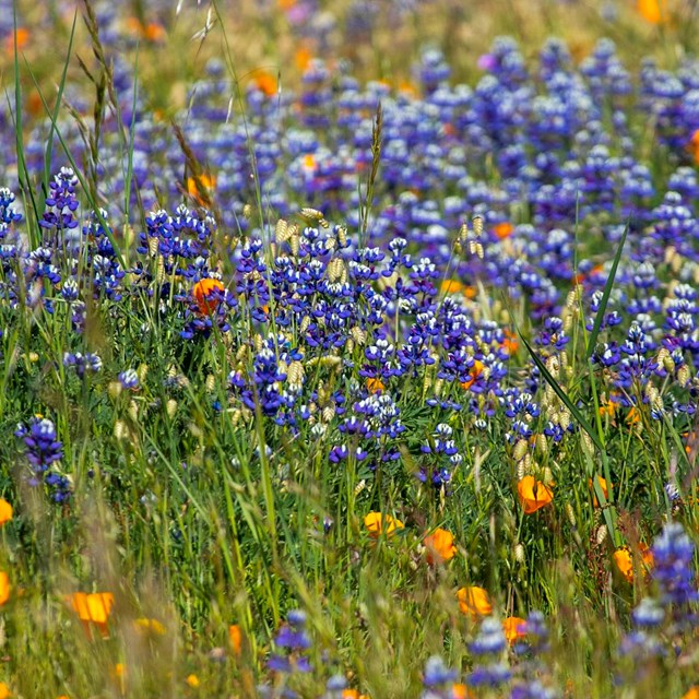 Small purple and orange wildflowers in a field of vibrant green grasses.