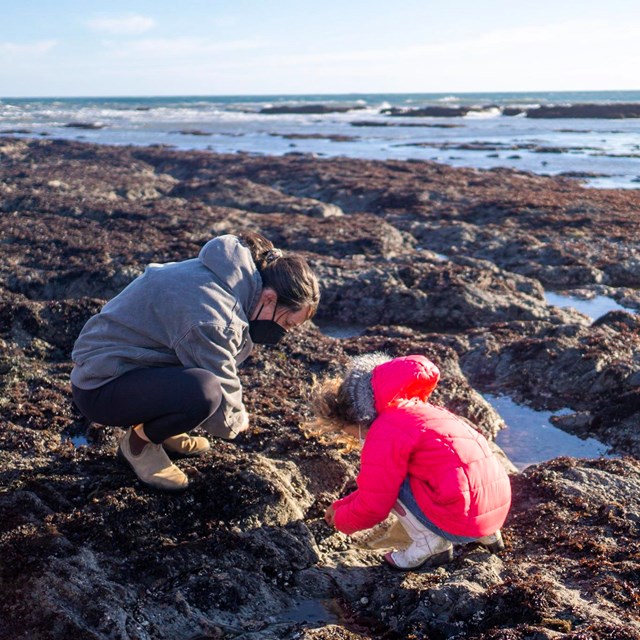 A woman in a gray coat and a child in a pink coat crouch over a seaside tidepool.