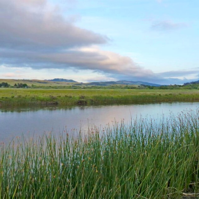 A broad, placid creek flows past tule in the foreground with a flat, green wetland beyond the creek.