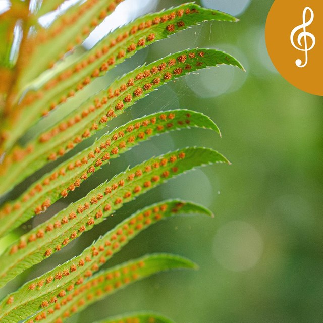 Close-up of the underside of a fern, each frond lined with pairs of yellow dots.